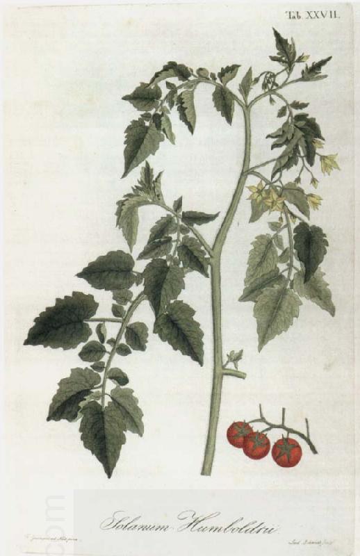 Alexander von Humboldt Lycopersicum esculentum